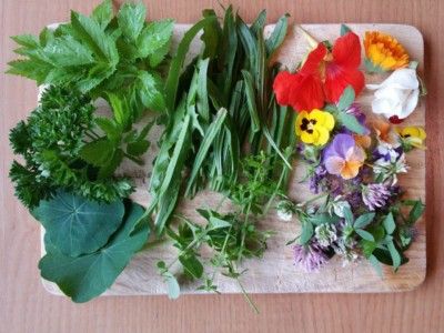 Wild herbs – Why we should use them more often as a superfood!