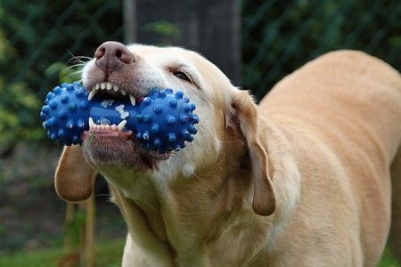 Dental care in dogs – Very important and inevitable!