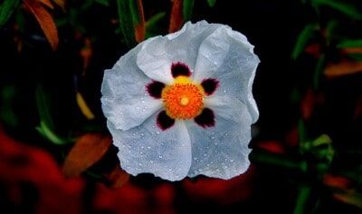 Cistus – many healing properties and supportive for weight loss