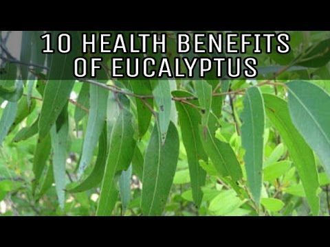 Eucalyptus beneficial properties, uses and contraindications Eucalyptus is also